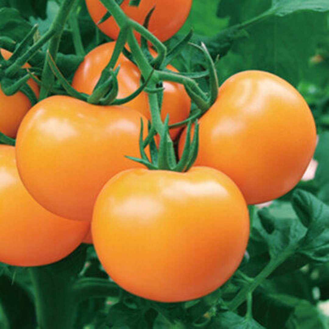 40 Yellow Tomato Seeds AW95157 - Etsy
