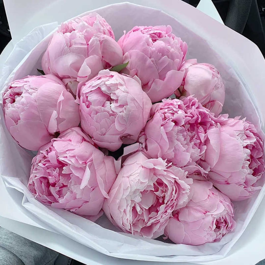 5 Peony Flower Seeds BW991010-5 - Etsy