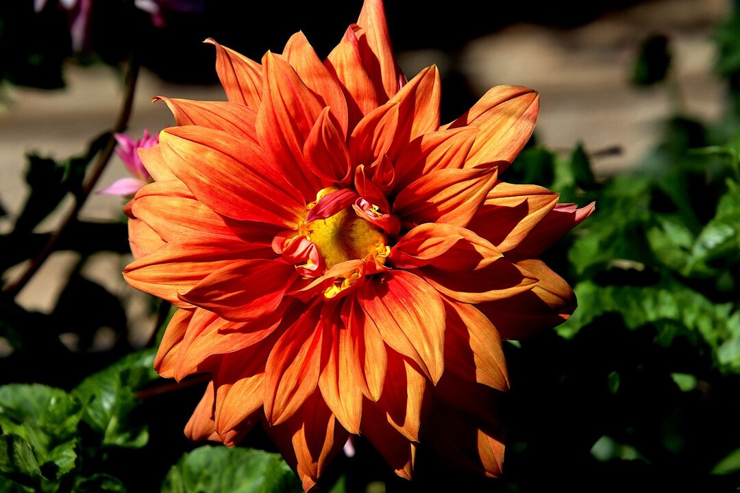 30 Dahlia Pompon Dahlia Tuber Seeds BW91059-399 - Etsy