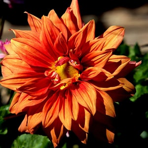 30 Dahlia Pompon Dahlia Tuber Seeds BW91059-399