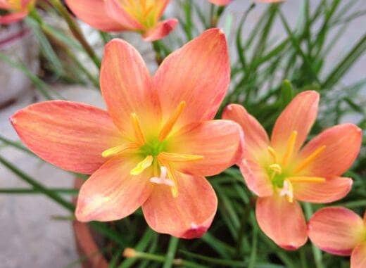 【Lily】 Pre-order Longfield Gardens Lily Collections, 40-bulbs | Costco