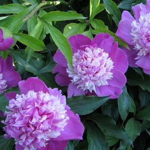 5 Purple Peony Flower Seeds BW91102