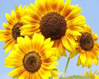 sun_flower Shining Sunflowers - TF66-1 ($73.76)