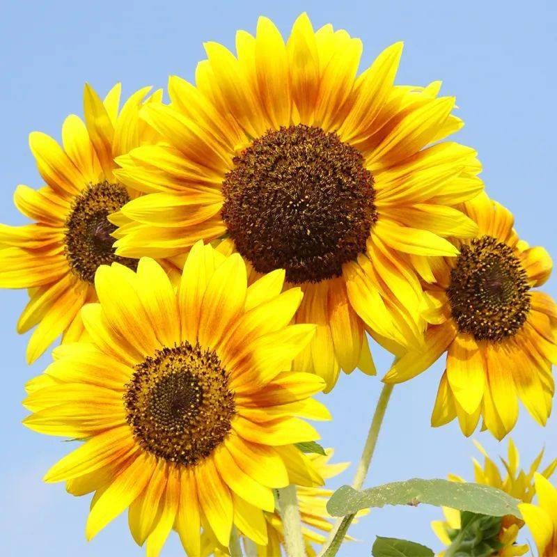 15 Sunflower Sun Flower Seeds BW97800-20 - Etsy