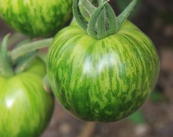 40 Organic Green Zebra Tomato Seeds VW91026 - Etsy