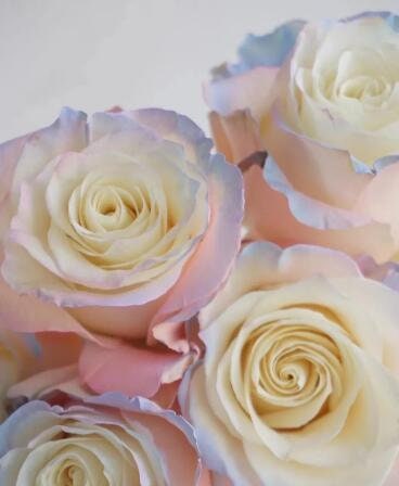 その他 Rose&Blood p706p5g 10 ROSE Rosa Flower Seeds BW97001-461 - Etsy
