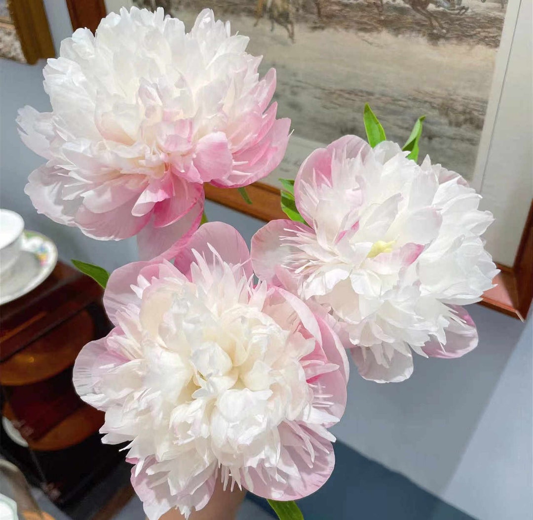 5 Peony Flower Seeds BW991010-20 - Etsy
