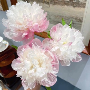 5  Peony Flower Seeds BW991010-20