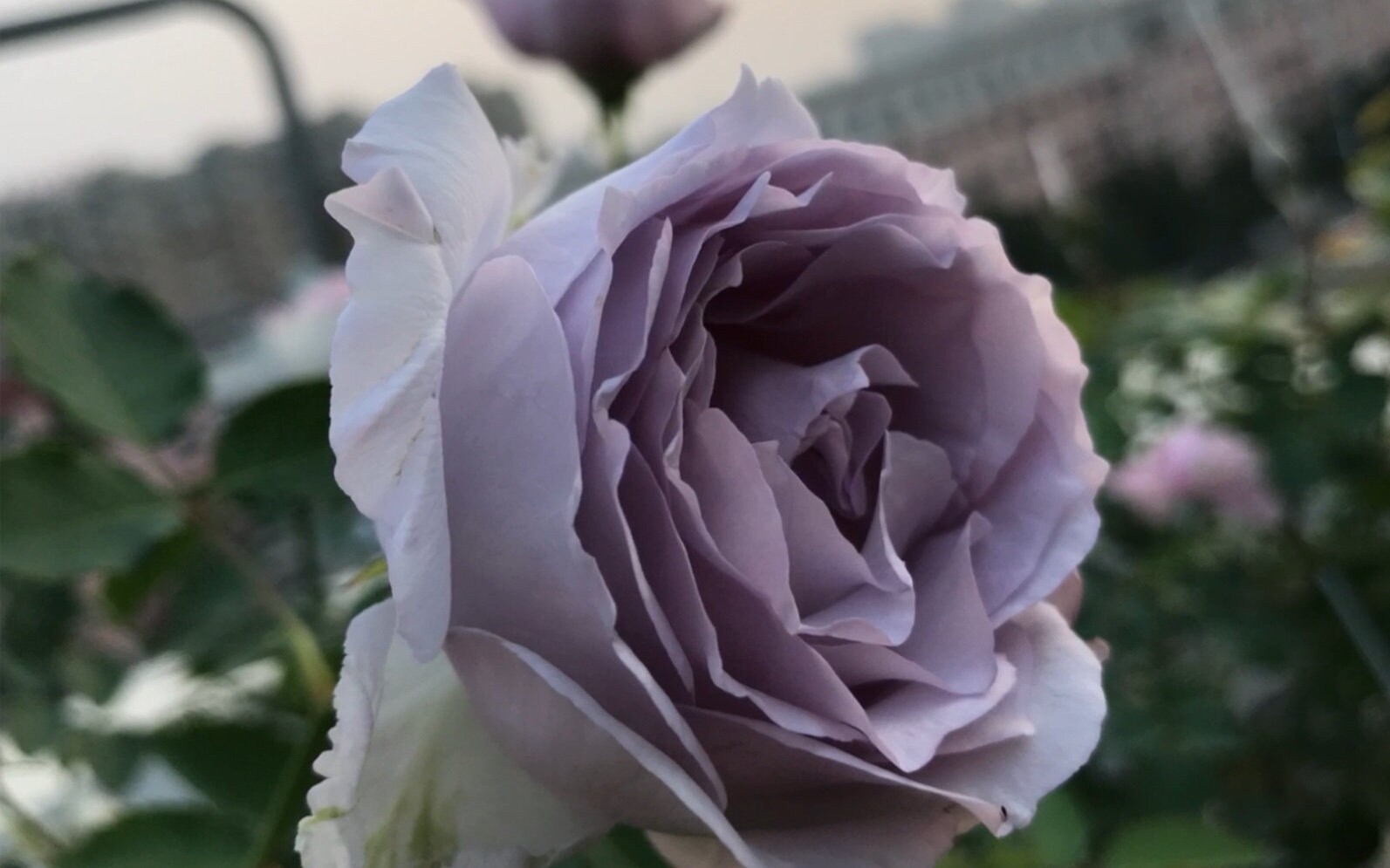 ALA - ローズ ジ・アレンウィック・ローズ 鉢苗 - The Alnwick® Rose Potted