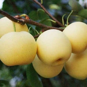 May include: Close-up of a cluster of ripe, yellow pears hanging from a tree branch. The pears are smooth and glossy, with a slightly green hue at the base.