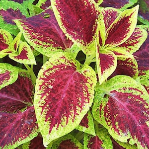 100 Rainbow Coleus Seeds F4024-12