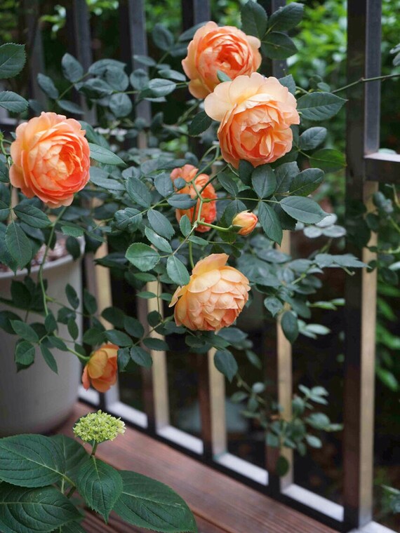 10 CLIMBING ROSE Rosa Bush Seeds BW91073 - Etsy