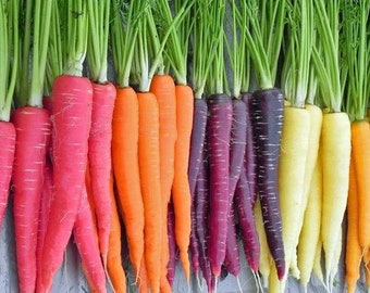 300 Yellow Carrot Seeds AW95099 - Etsy