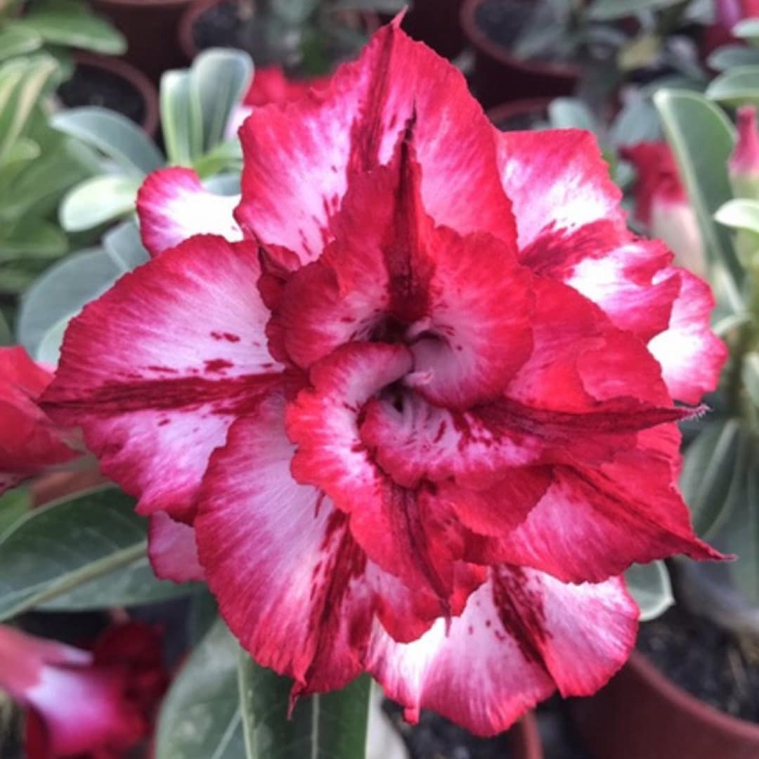 5 Rare Desert Rose Flowers Seeds FW94030 - Etsy