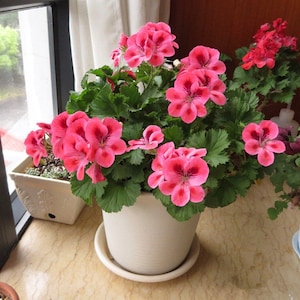 30 Geranium Seeds Pelargonium Seeds HW96205-9