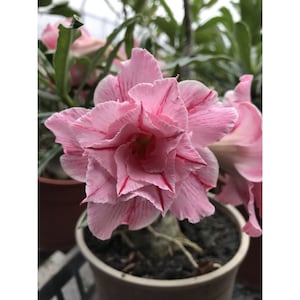 5 Rare Desert Rose Flowers Seeds FW94074