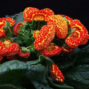 10 Rare Slipper Flower Fascination Flower Seeds EW91001-14
