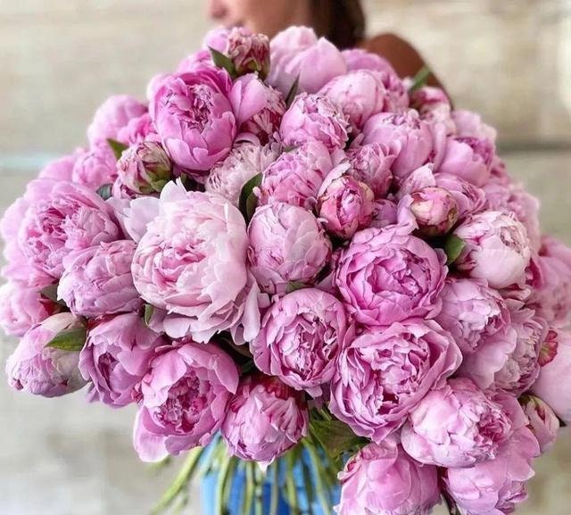 ✳︎peony✳︎ 10″ Light Pink Peony Bundle (5) - Wholesale Flowers and Supplies