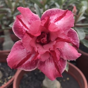 5 Rare Desert Rose Flowers Seeds FW94073