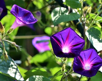 10 Tall Morning Glory Seeds BW91032-7