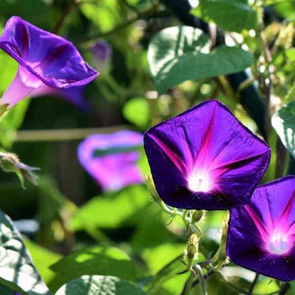 10 Tall Morning Glory Seeds BW91032-7