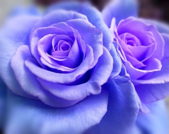 rose♤rose 51KLitIJYpL._UF350,350_QL80_.jpg