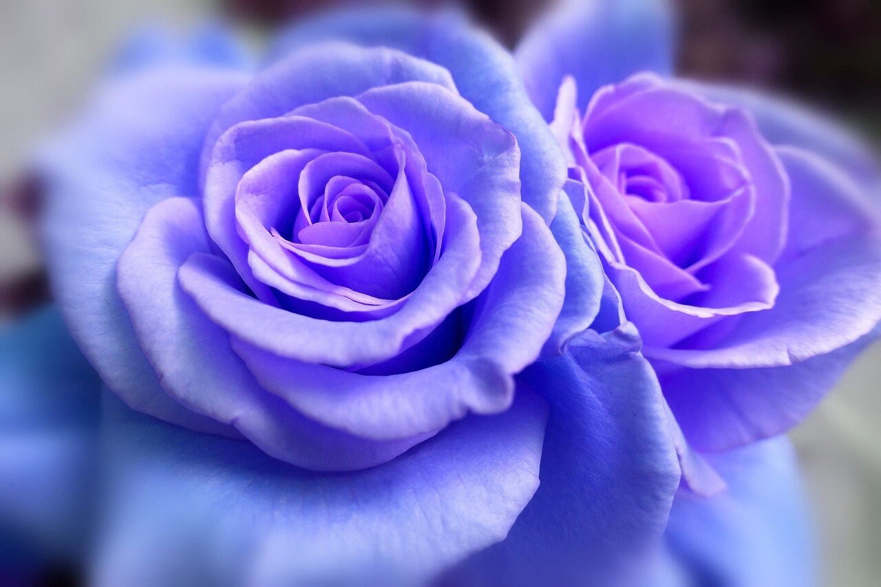 10 Rose Rosa Flower Seeds HW96109-514 - Etsy