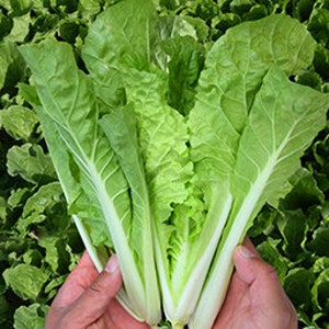 1000 Chinese cabbage White Brassica chinensis vegetable seeds VW91033