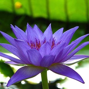 4 Lotus Seeds Water Lily Flower Seeds Blue TW91018-607