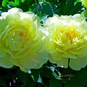5  Peony Flower Seeds BW991010-18