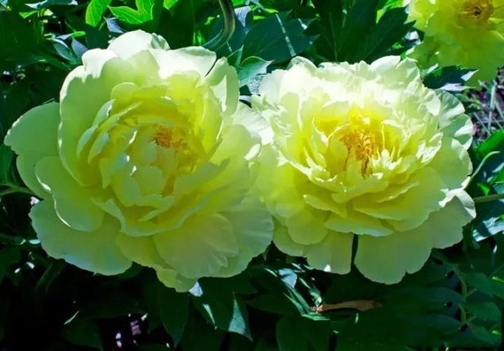 ✳︎peony✳︎ Peony (Gradient Pink)-9.8