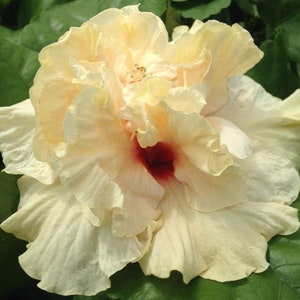 20 Hibiscus mutabilis Flower Seeds FW97015-11