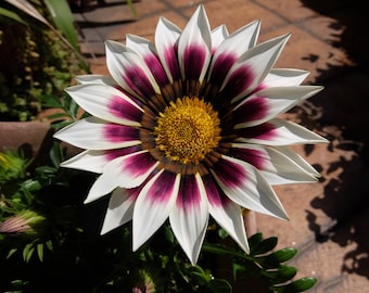 MPB#12 Gazania Seeds New Day Orange Gazania Linearis 15 Thru 200