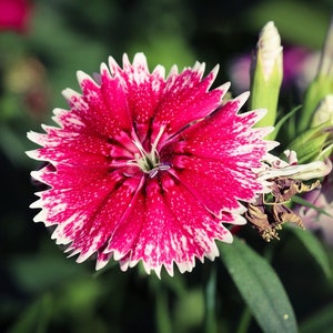 20 Dianthus chinensis Flower Seeds DW91003-19