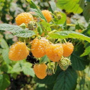 50 Yellow Raspberry Seeds TW91007
