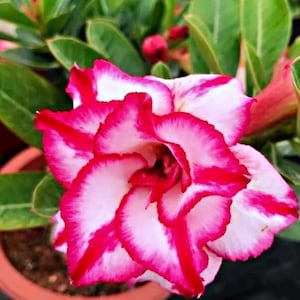 5 Rare Desert Rose Flowers Seeds FW94031