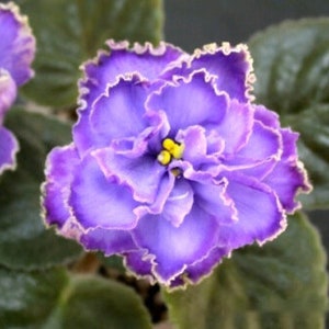 50 African Violet Flowers Seeds BW9081-10