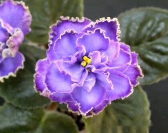 50 African Violet Flowers Seeds BW9081-10