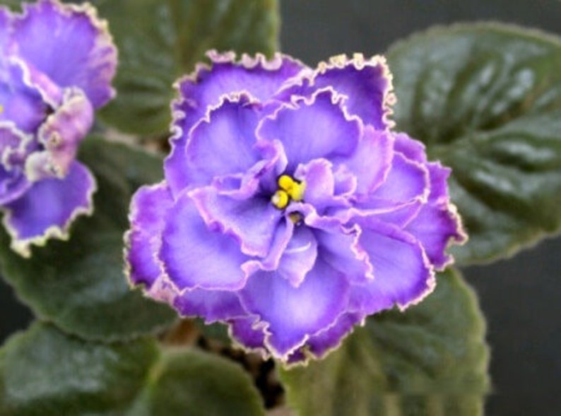 50 African Violet Flowers Seeds BW908110 Etsy