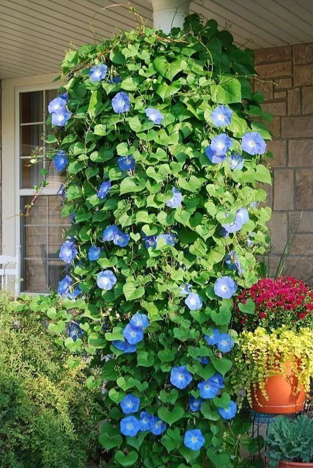 10 Tall Morning Glory Seeds BW91032-2 - Etsy