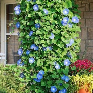 10 Tall Morning Glory Seeds BW91032-2