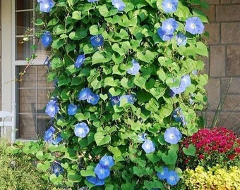 10 Tall Morning Glory Seeds BW91032-2