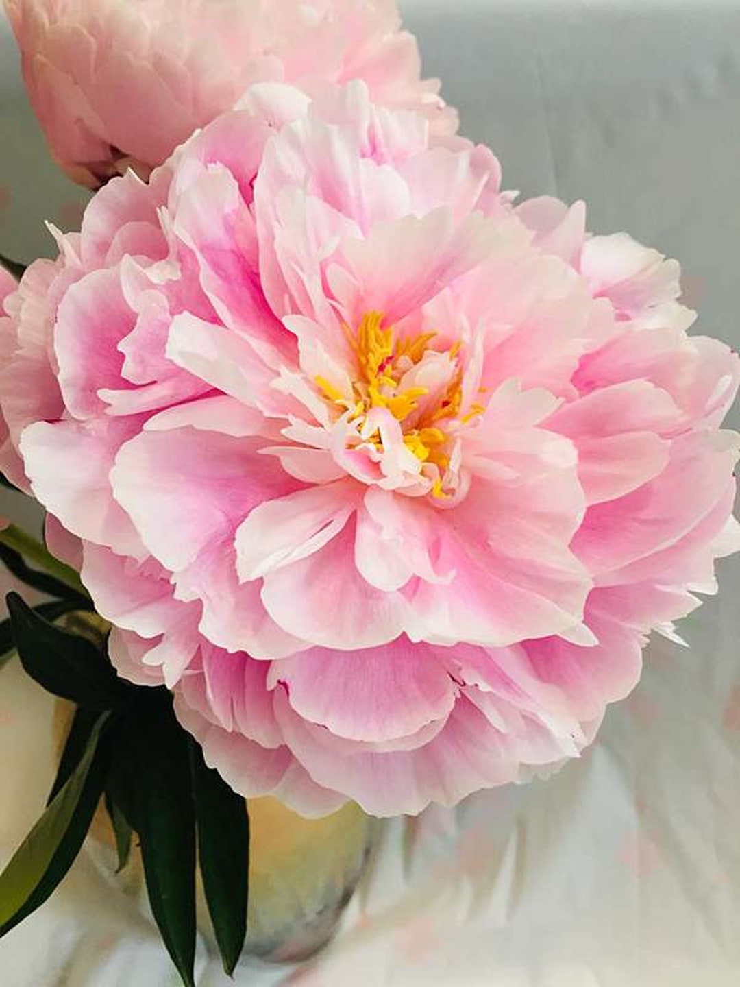 5 Peony Flower Seeds BW991010-64 - Etsy