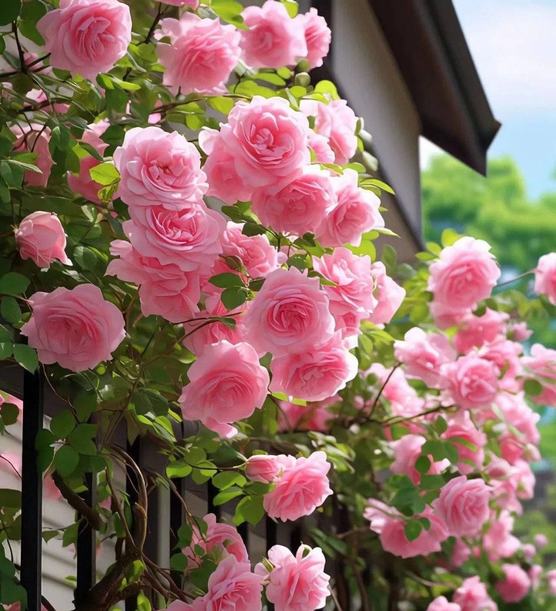 10 Rose Rosa Flower Seeds HW96109-511 - Etsy