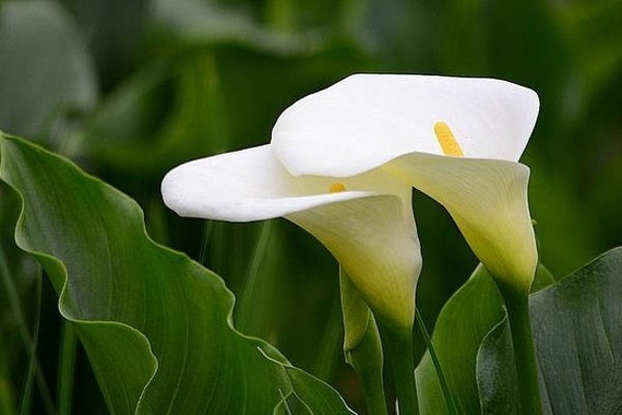 where to buy garden seeds Southern Garden Seed Bundle