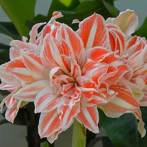 2 Amaryllis Vittata Bulbs FW95210-62