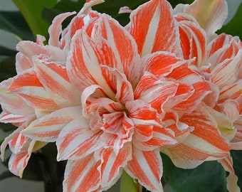 2 Amaryllis Vittata Bulbs FW95210-62