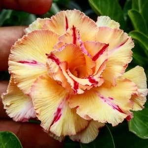 5 Rare Desert Rose Flowers Seeds FW95227-53
