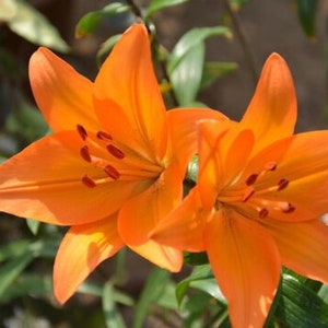 2 Rose Lily Flower Bulbs F5213-36