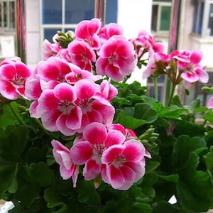 30 Geranium Seeds Pelargonium Seeds HW96205-2